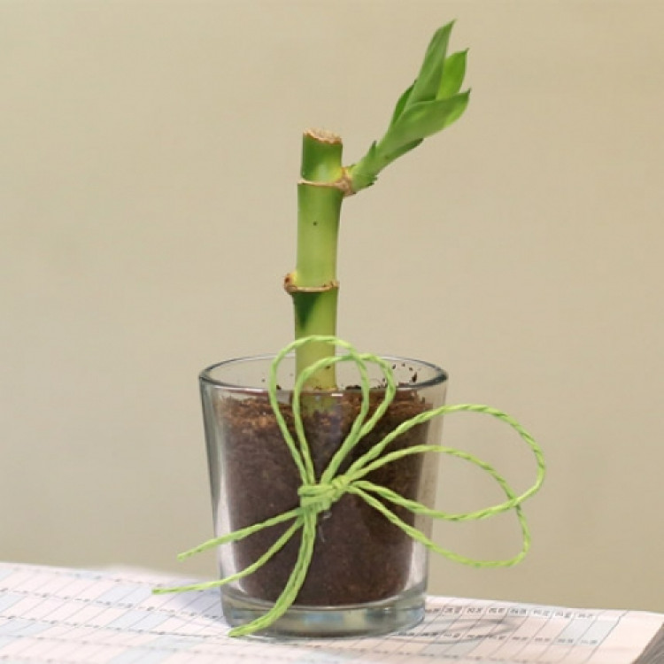Charming Lucky Bamboo 