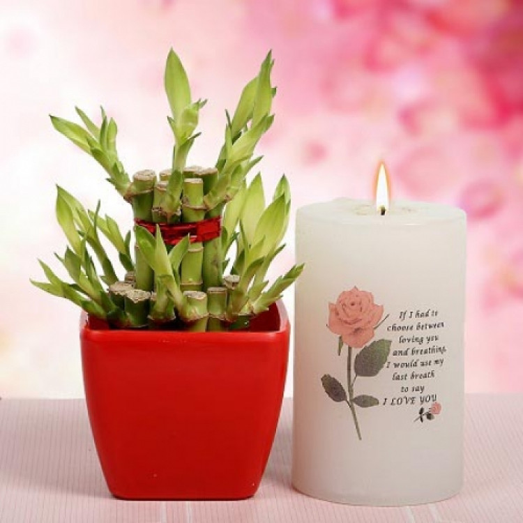 Lucky Bamboo and Big Candle