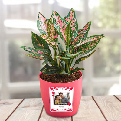 Personalised Anniversary Aglaonema Butterfly Manis Plant