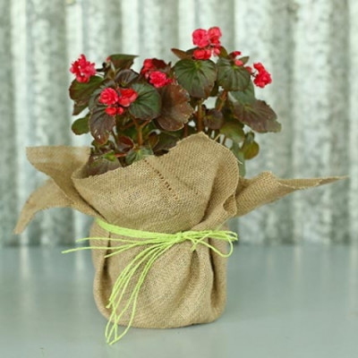 Red Begonia Plant