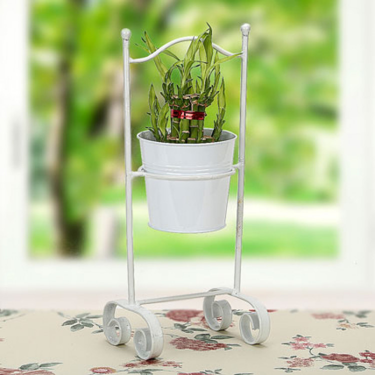 Lucky Bamboo with Planter
