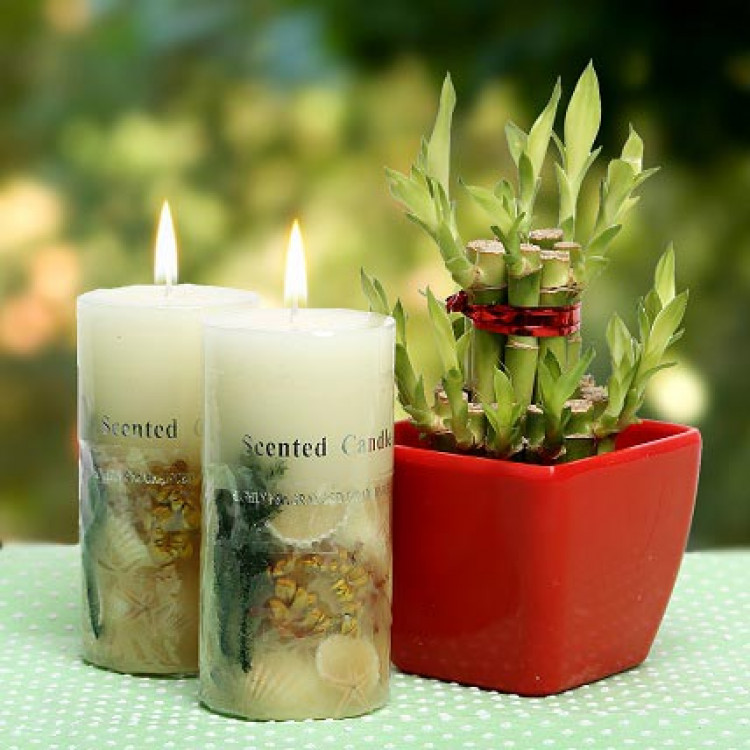 Scented Candles and Lucky Bamboo