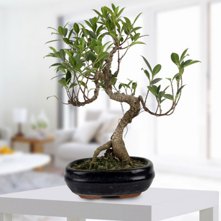 S Shaped Gorgeous Ficus